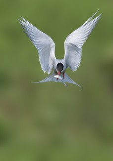 /userimg/J9XNL/arctic tern 3a 1024(1).jpg